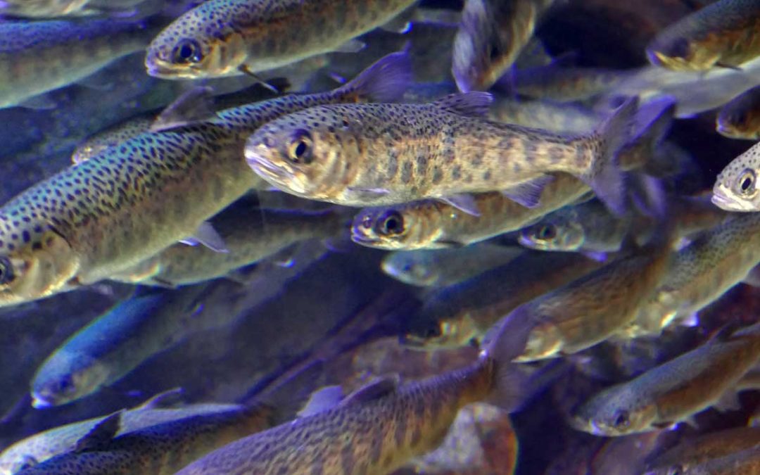 Coho Killer | 6PPD-Quinone and What’s Being Done About It 2