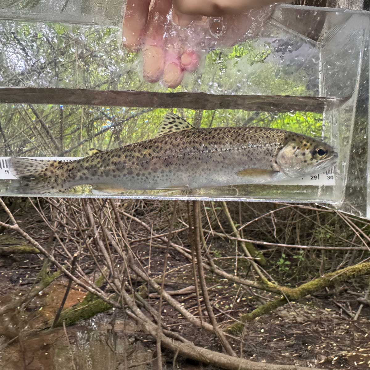 Habitat restoration work supporting wild Pacific salmon populations